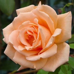 Meet your Posher, Karen